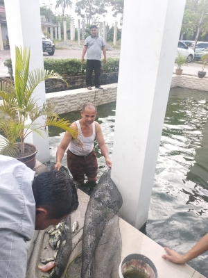 Menangkap ikan di kolam - Perispan konsumsi gotong royong